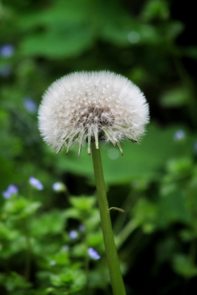 野生蒲公英植株图片